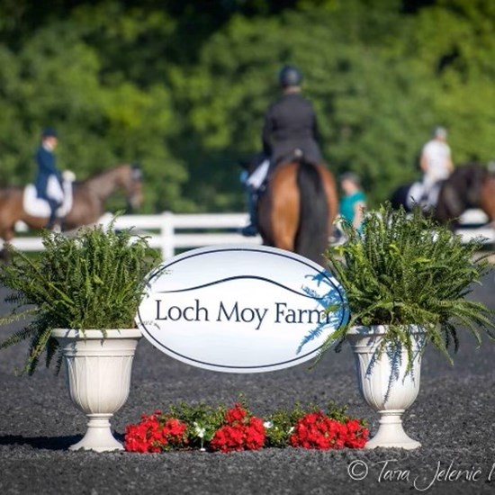 "Loch Moy Dressage Strider pic.jpg"