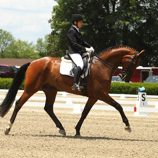 "huey#7VASummerDressage_1296.jpg"