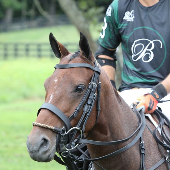 "BeverlyEquestrian3.jpg"
