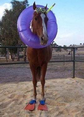 "SCUBA HORSE.jpeg"