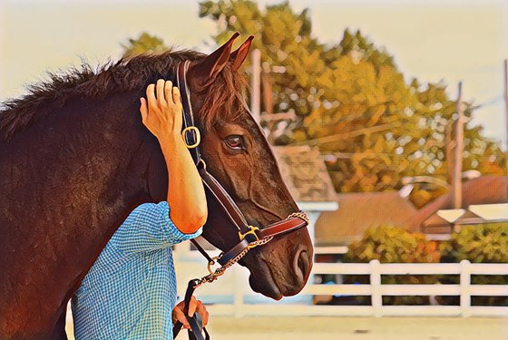 "Horsey Life Profile Image.jpg"