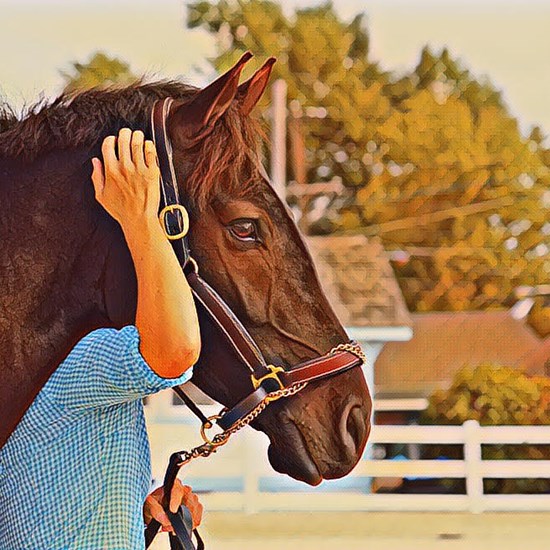 "Horsey Life Profile Image.jpg"
