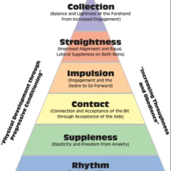 "dressage triangle.png"