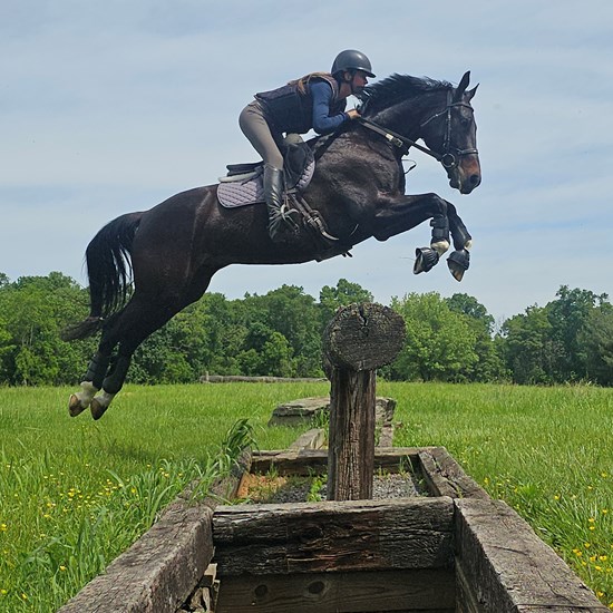 "Paddington-2025-STRIDER.jpg"