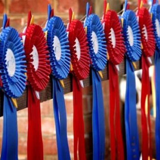 "ribbons (1).jpg"