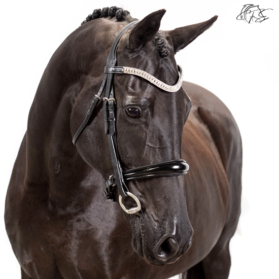 "ComfortFitEquine_Bits_Beaux_Reves.png"