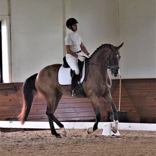 "canter dressage.jpg"
