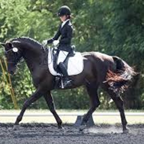 "dressage show.jpg"