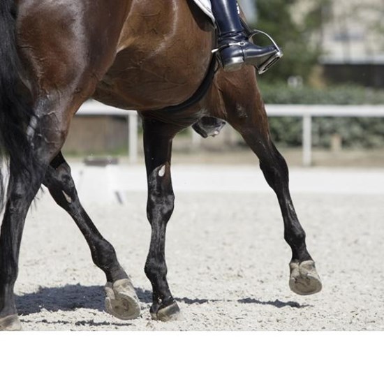 "istock_22771091_large_anett_somogyvalri.jpg"