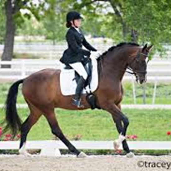"Dressage.jpg"