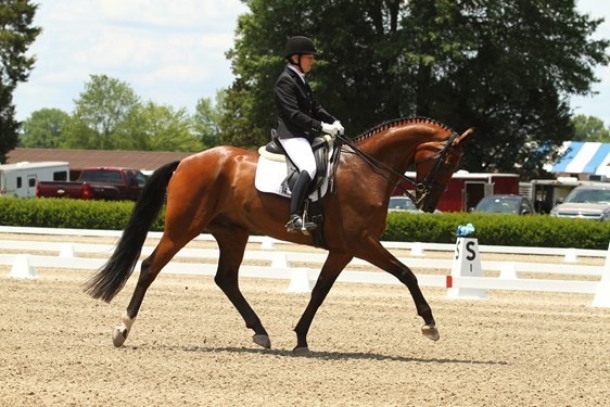 "huey#7VASummerDressage_1296.jpg"