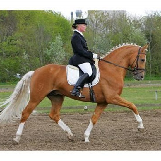 "trot dressage.jpg"