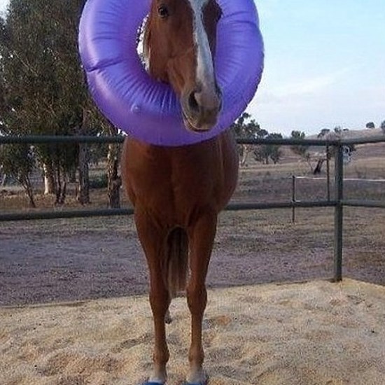 "SCUBA HORSE.jpeg"